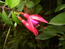 Fuchsia magellanica Gracilis (`14, Oct.22)