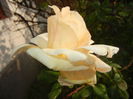 Rose Adriana (2014, October 22)