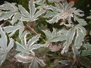 Acer palmatum Butterfly (2014, Oct.22)