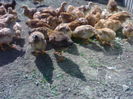 100357724_VWROUQF3