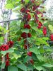 Schisandra ( poza info )