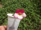 DSCF3229