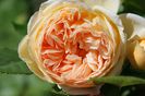 Crown Princess Margareta