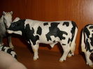 Holstein bull