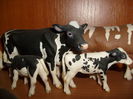 Holstein cow & calfs