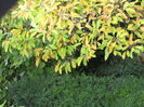 magnoliul