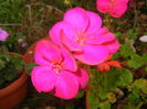 Bright Odette Geranium (2014, Oct.22)