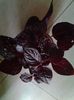iresine pt.Camelia