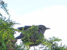fetita