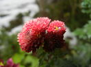 Chrysanth Bellissima (2014, Oct.26)