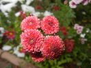 Chrysanth Bellissima (2014, Oct.26)