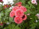 Chrysanth Bellissima (2014, Oct.26)