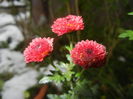 Chrysanth Bellissima (2014, Oct.26)