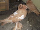 DSCF7331
