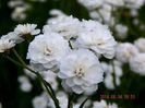 Achillea-The-Pearl-1