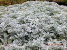 Artemisia-stelleriana
