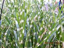 Cortaderia-Zebrina-1