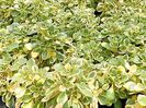 Crassula-ovata-variegata-1
