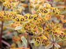 Euphorbia-amygdaloides-Ascott-Rainbow-1