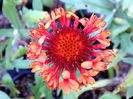 Gaillardia-Fanfare-1