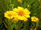Helenium-Helena-Gold-1