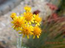 Helichrysum-Tall-1
