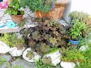 Heuchera-Palace-Purple-1