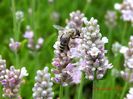 Lavandula-ang-Ellagance-Pink-1