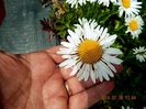 Leucanthemum-Lacrosse-1