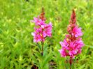 Lythrum-Robert-1