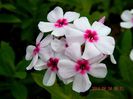 Phlox-paniculata-White-Eye-1