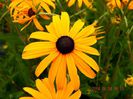 Rudbeckia-Goldstrum-1 (2)