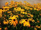 Rudbeckia-Goldstrum-1
