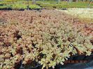 Sedum-spurium-Tricolor