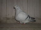 SAM_3979