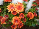Orange Chrysanthemum (2014, Oct.26)