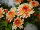Orange Chrysanthemum (2014, Oct.26)