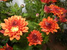 Orange Chrysanthemum (2014, Oct.26)