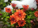 Orange Chrysanthemum (2014, Oct.26)