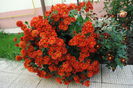 27 oct, o tufa mare :)