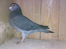 NL 07-2146576 F