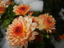 Orange Chrysanthemum (2014, Oct.26)