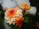 Orange Chrysanthemum (2014, Oct.26)