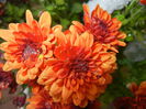 Orange Chrysanthemum (2014, Oct.26)