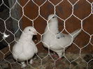 DSCF0444