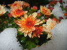 Orange Chrysanthemum (2014, Oct.26)