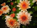 Orange Chrysanthemum (2014, Oct.26)