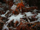 Acer palmatum Bloodgood (2014, Oct.25)