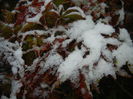 Acer palmatum Bloodgood (2014, Oct.25)