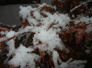 Acer palmatum Bloodgood (2014, Oct.25)